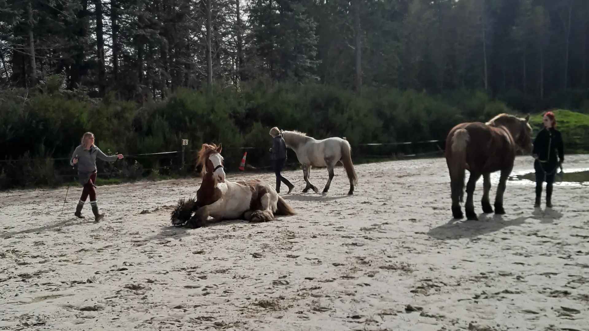 Équitation de loisir
