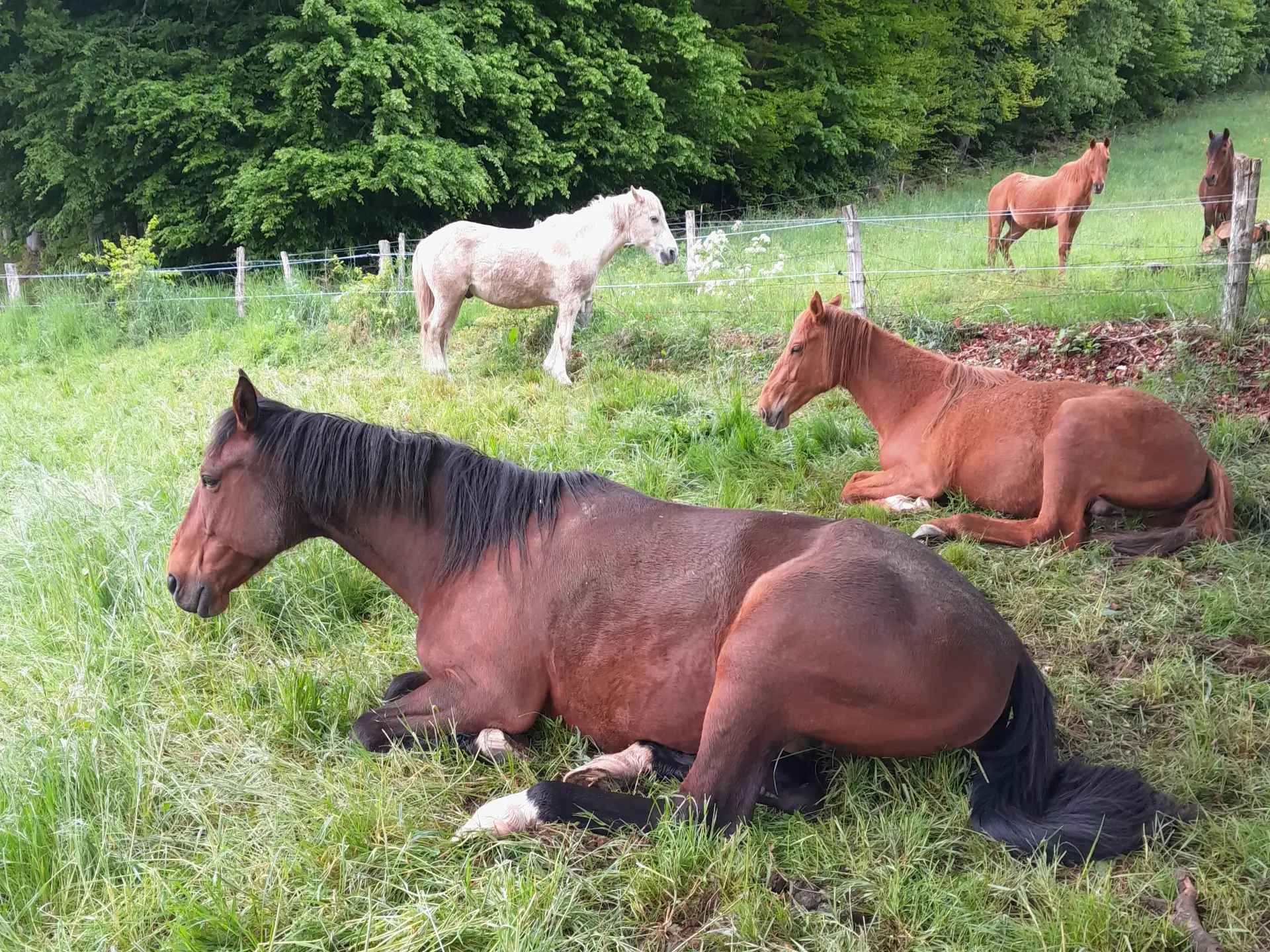 Pension Près pour chevaux