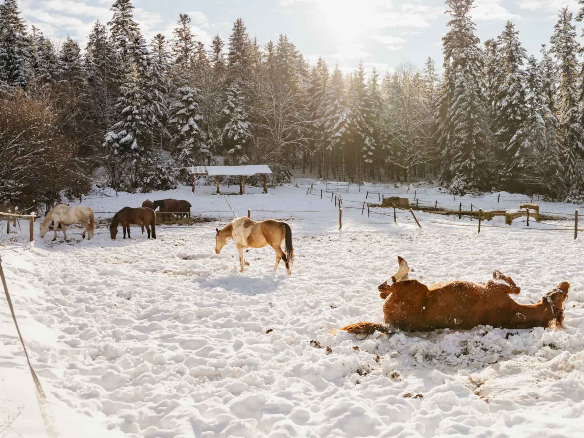 Pension mixte pour chevaux
