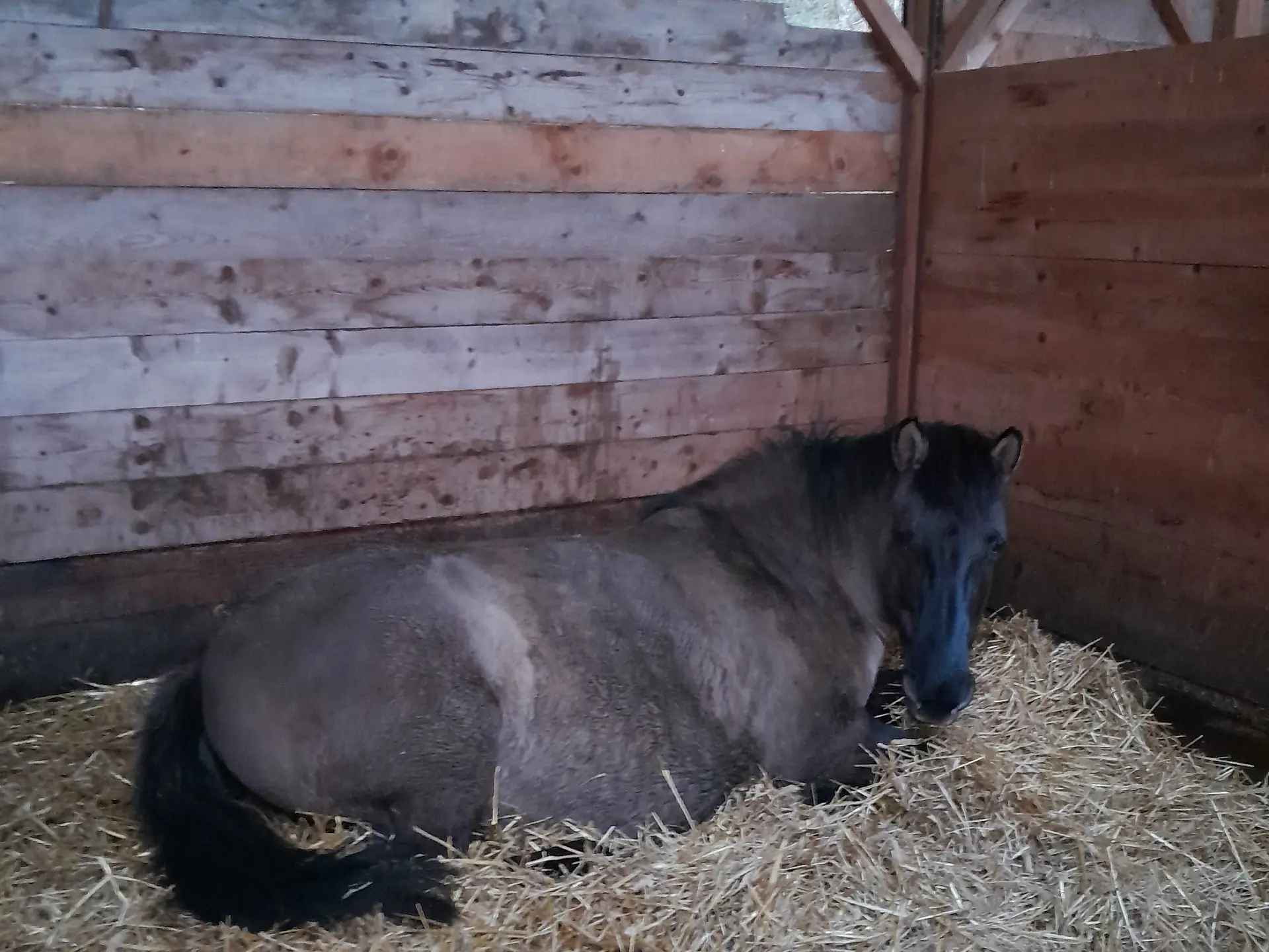 Pension box pour chevaux